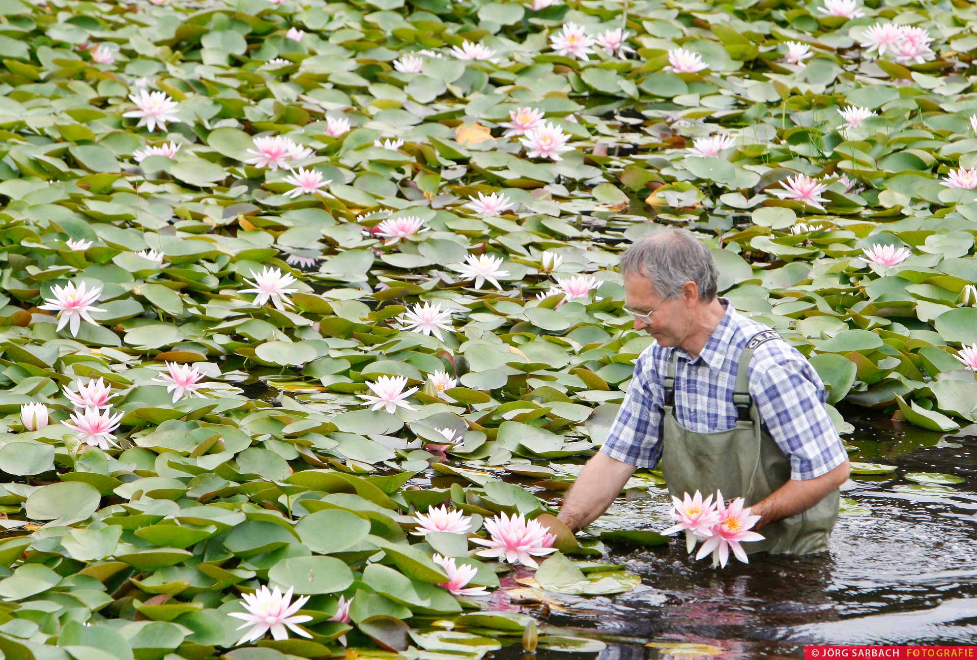 Seerosen, Pflanzen, Wasserpflanzen, Eschede