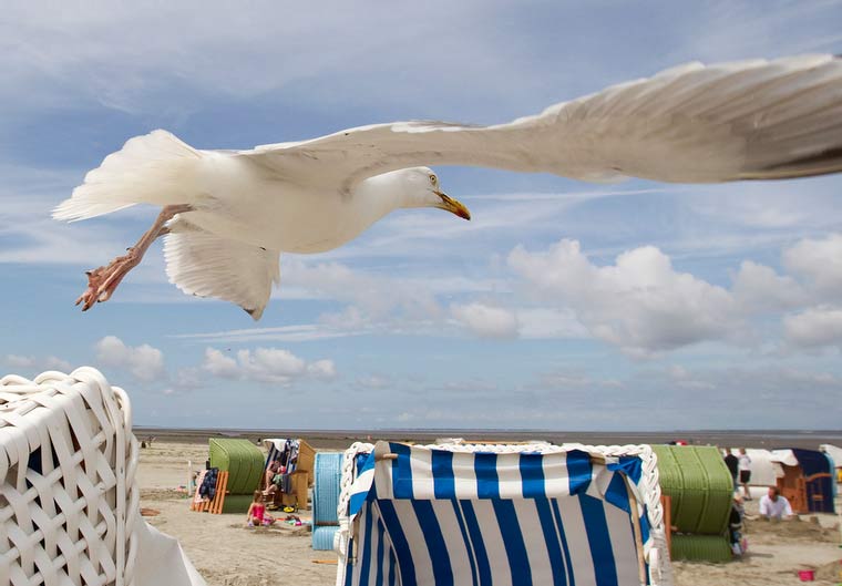 Nordsee, Möwe, Strand, Küste