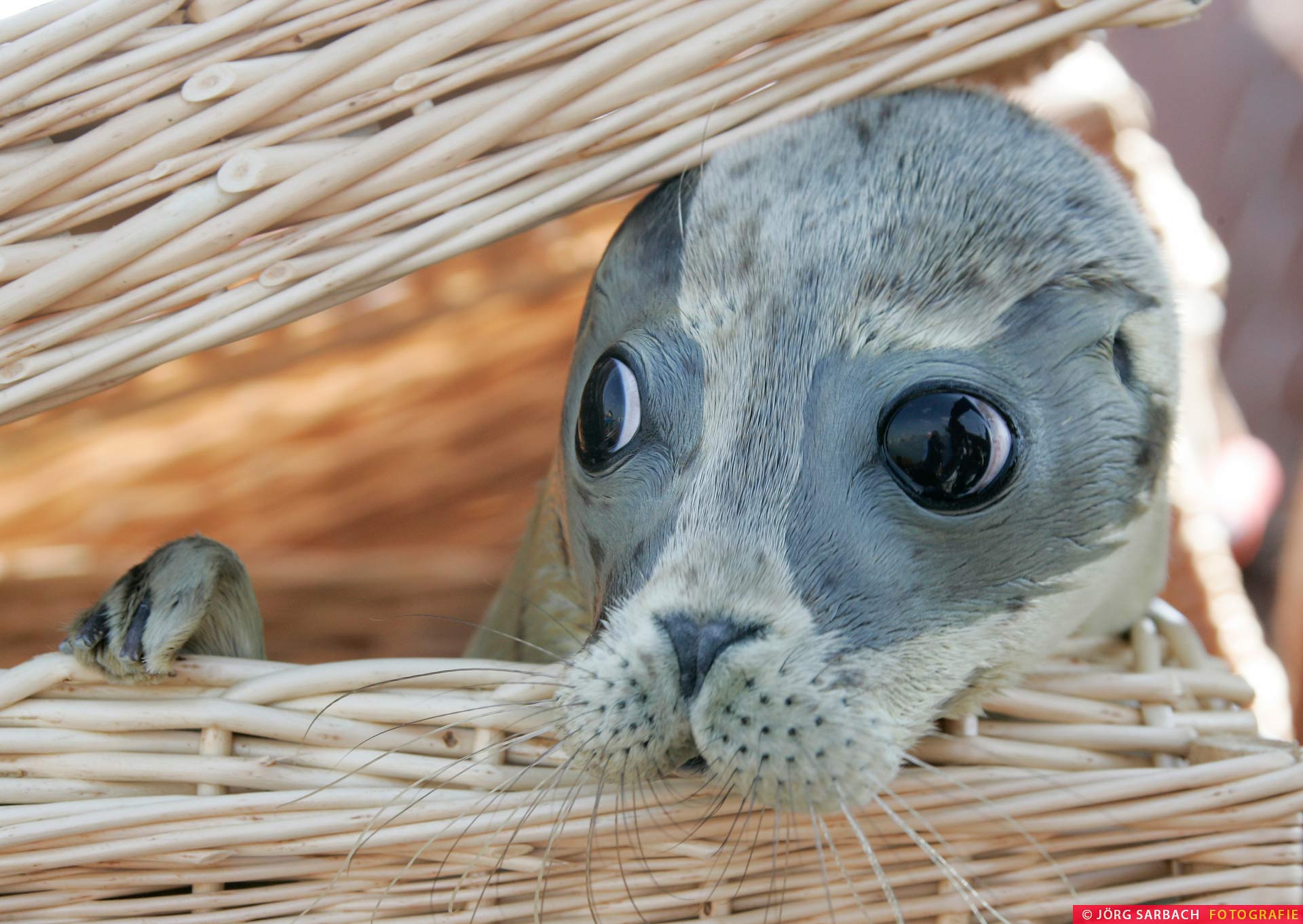 Seehund, Nordsee, Tier